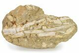 Fossil Mosasaur (Prognathodon) Upper Jaw in Situ - Morocco #325605-3